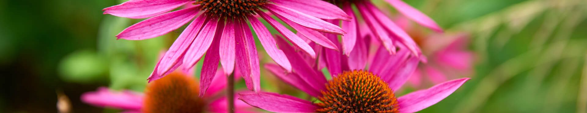 Echinacea