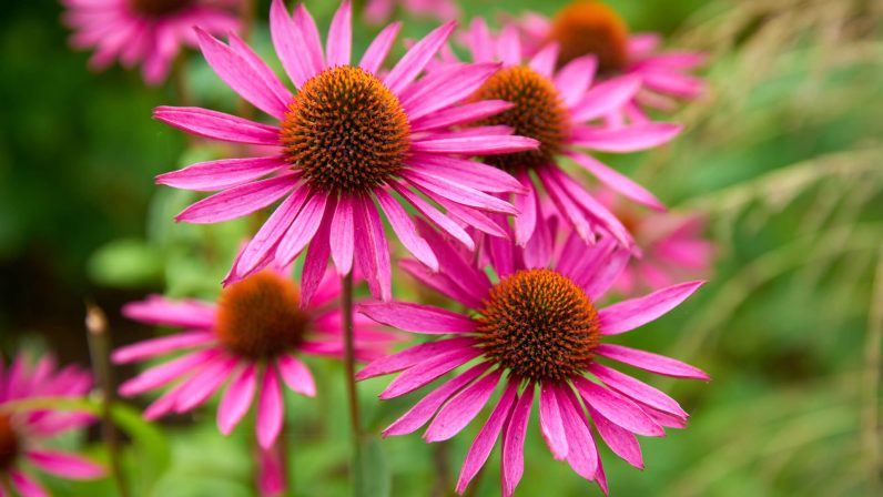 Echinacea