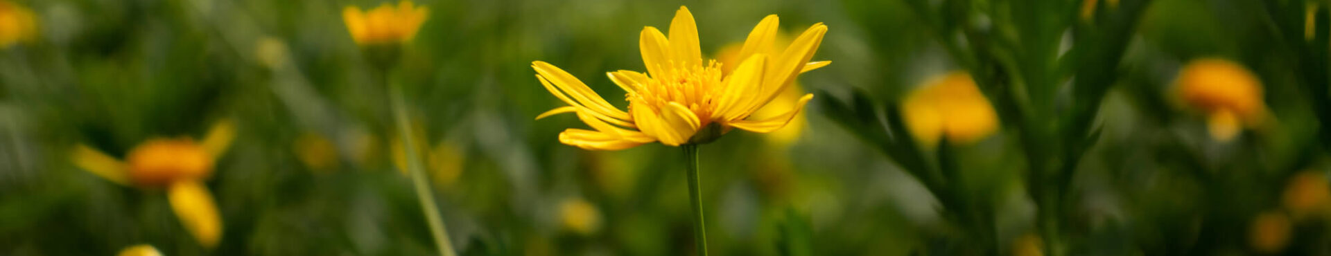 Arnica