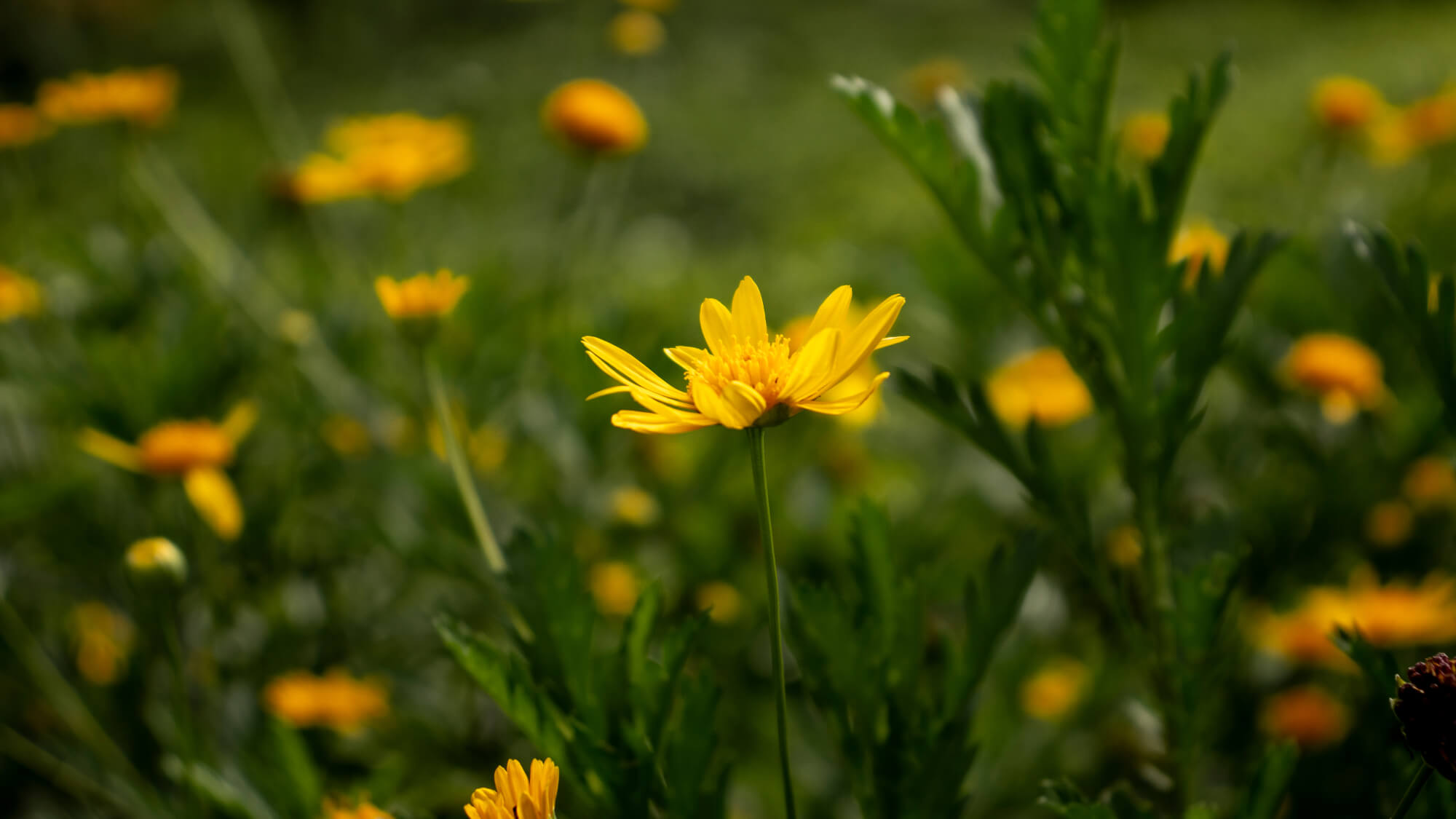 Arnica