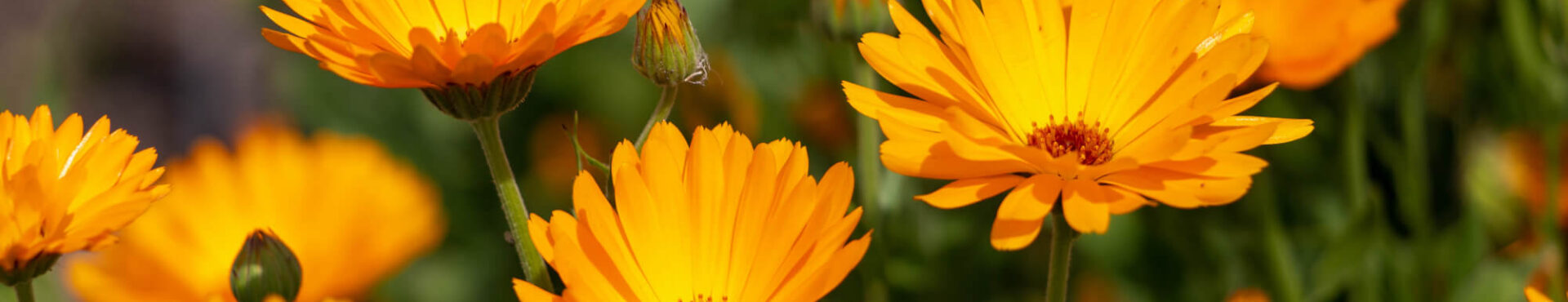 Calendula