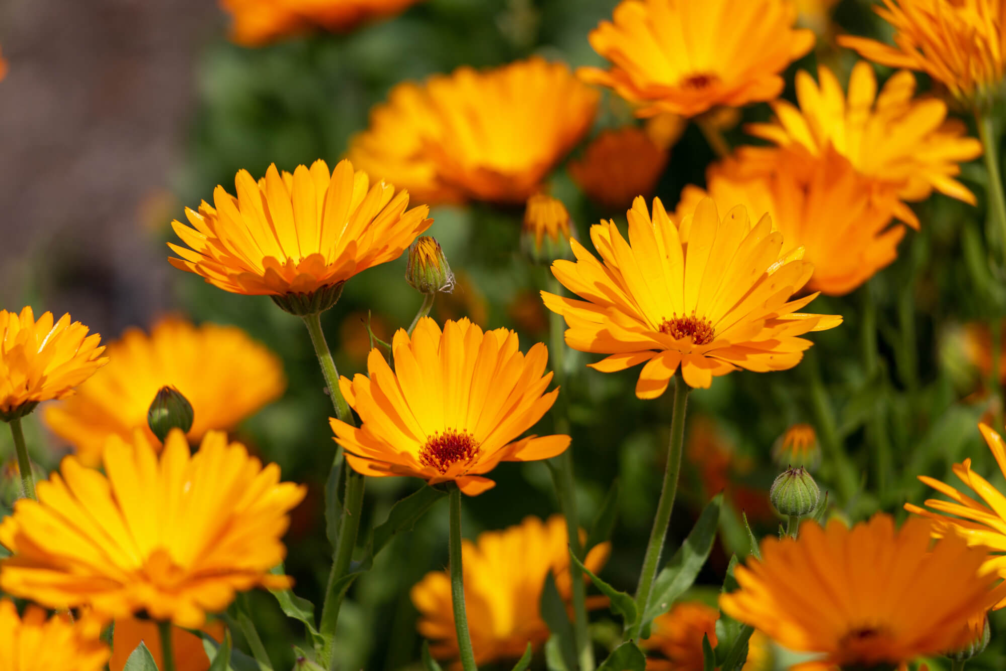 Calendula