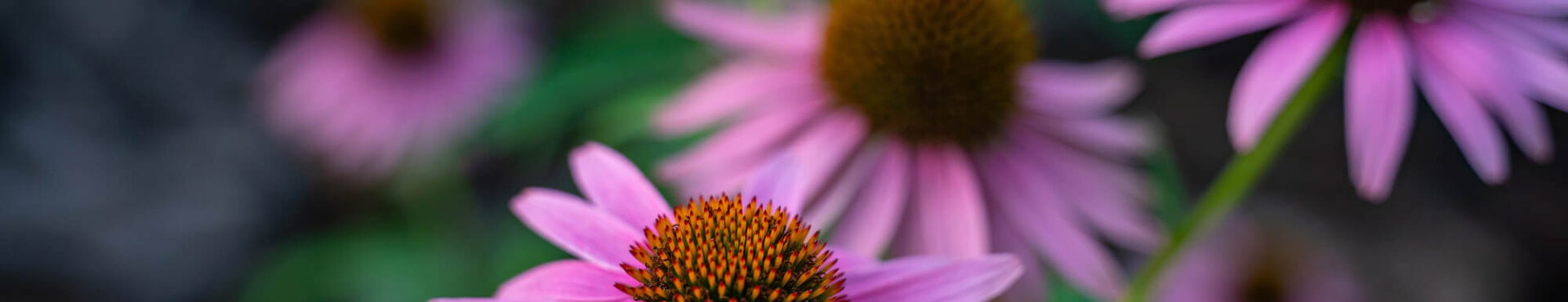 Echinacea