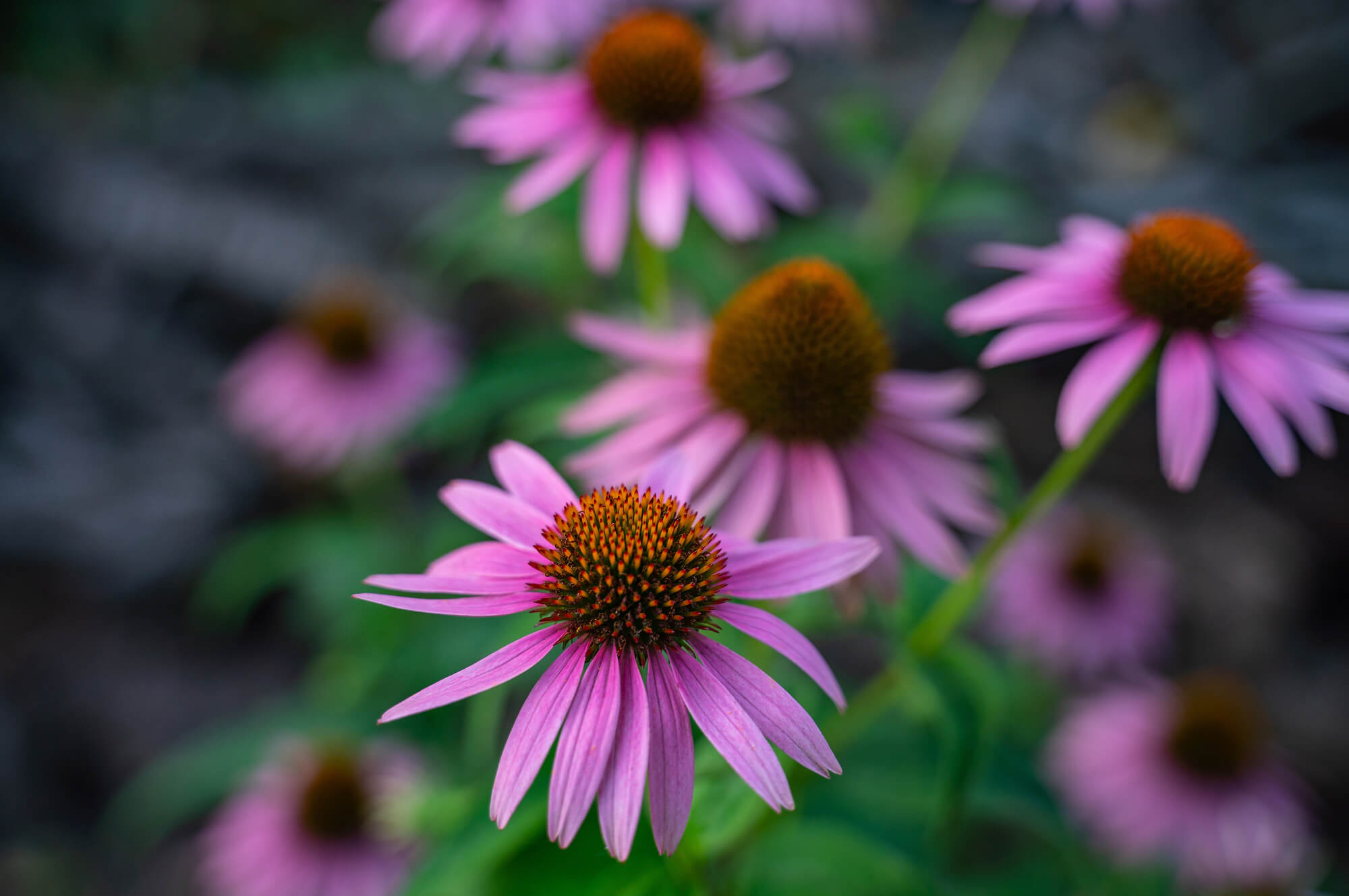 Echinacea