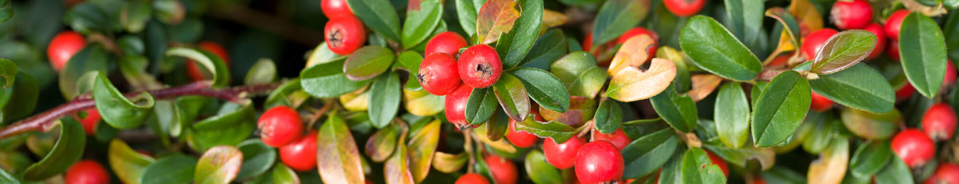 Gaultheria